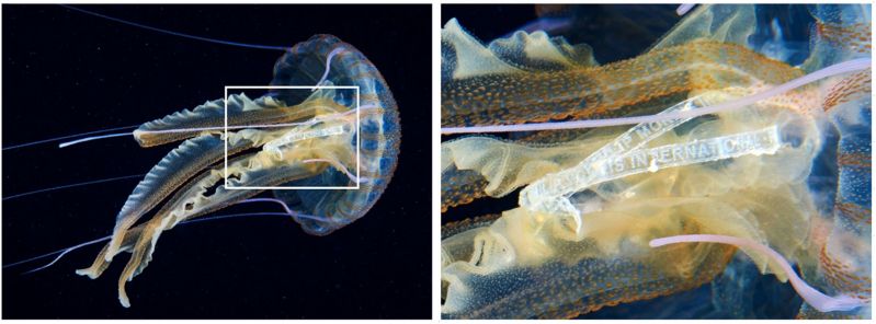 Figure 1 from Episodic records of jellyfish ingestion of plastic items reveal a novel pathway for trophic transference of marine litter, Scientific Reports 8 (2018).jpg