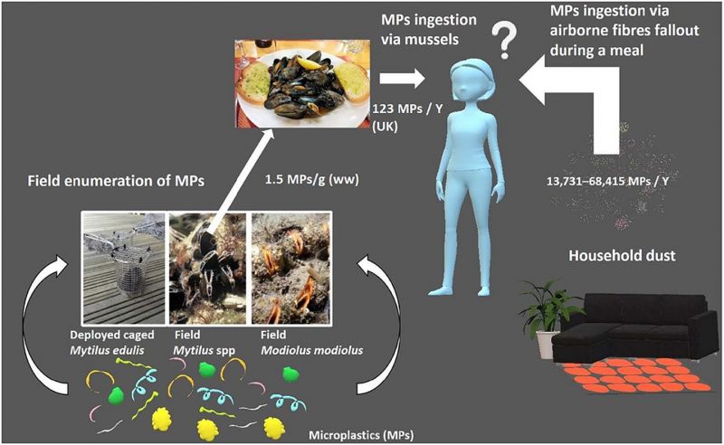 image, Cararino et al, Environmental Pollution 237 (2018).jpg