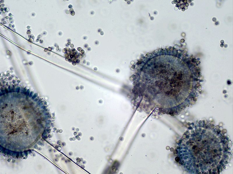 Aspergillus_in_SEM (1).jpg