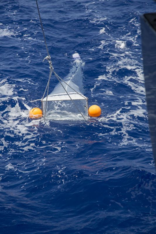 R4WO_CUBA_SCIENTIFIC_STUDY_MANTA_NET_AUGUST_4_PHOTO_PETER_CHARAF_M05A1529_WEB.jpg