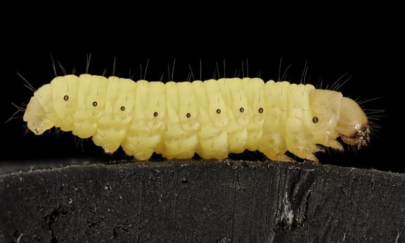 wax-worm-911591_960_720.jpg