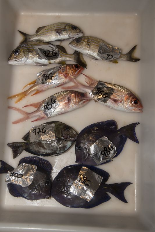 R4WO_GUADELOUPE_SCIENTIFIC_STUDY_SEPT_2017_PHOTO_PETER_CHARAF_R4W_2698_WEB.jpg