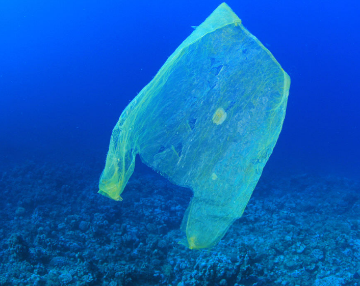 Marine Organisms Can Shred a Carrier Bag Into 1.75 Million Pieces