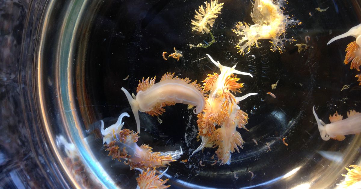 Almost 300 Marine Species Hitched a Ride on Tsunami Debris from Japan to the US