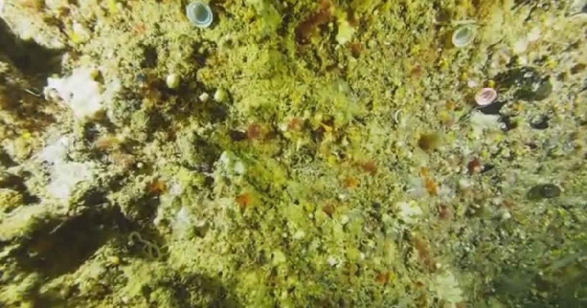 Video shows plastic pollution marring Gozo's Blue Hole