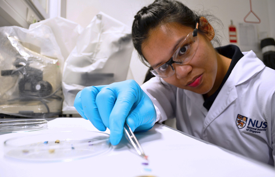 NUS Marine Scientists Find Toxic Bacteria on Microplastics Retrieved from Tropical Waters