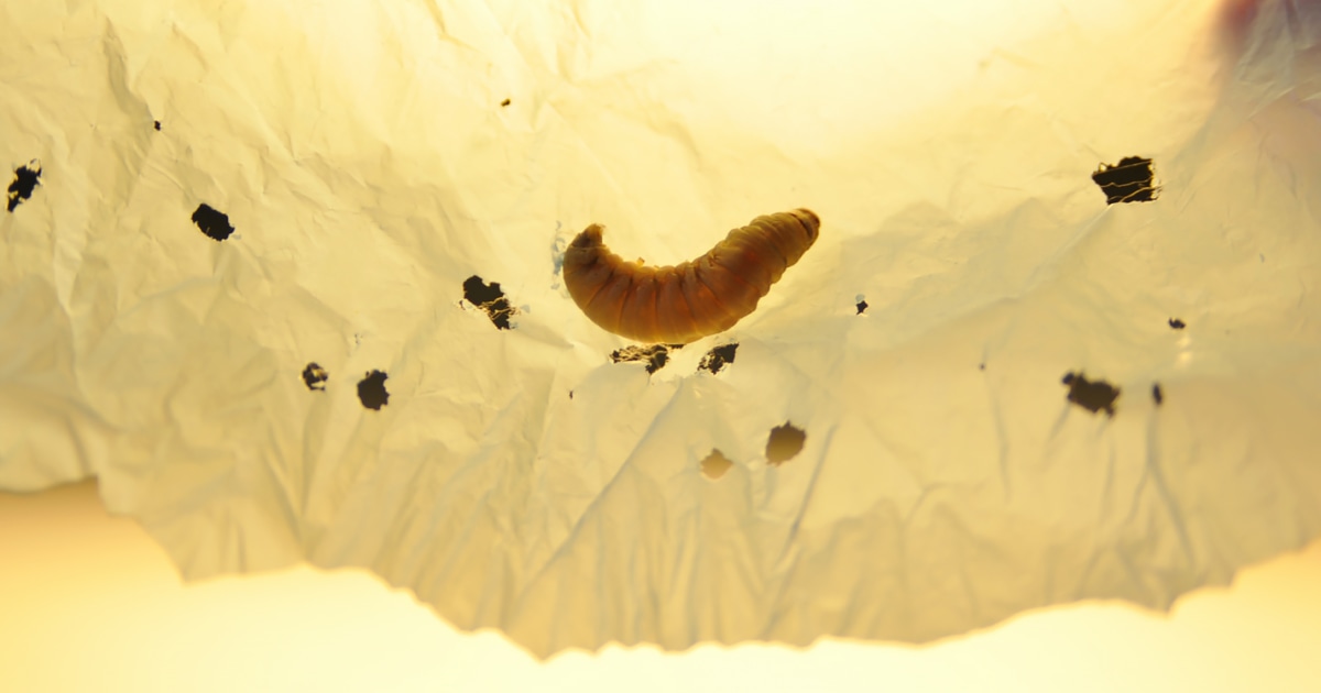 Plastic pollution may have met its match: The saliva of wax worms