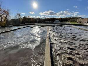 How filter-feeding bivalves could be used to clean up microplastics