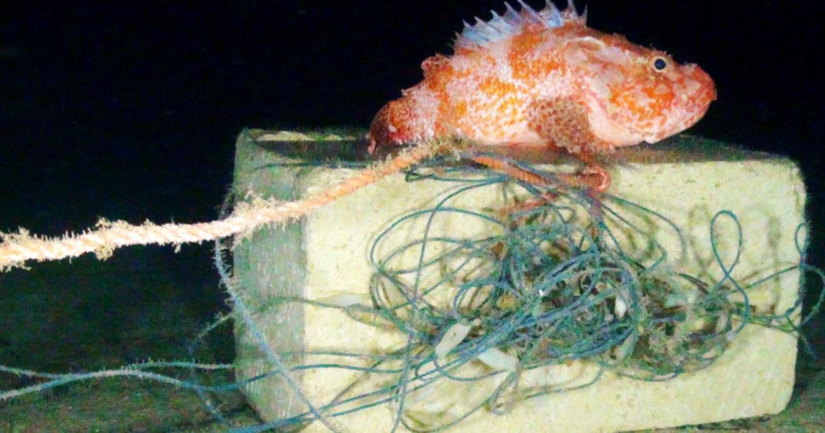 Underwater robot discovers marine litter at every turn