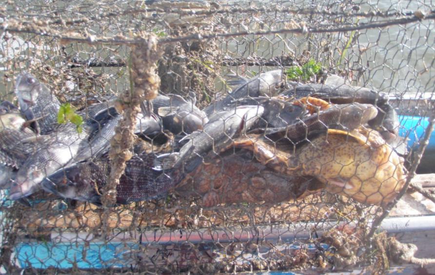 Derelict Crab Pots Killing 3.3 million Crabs Annually in the Bay