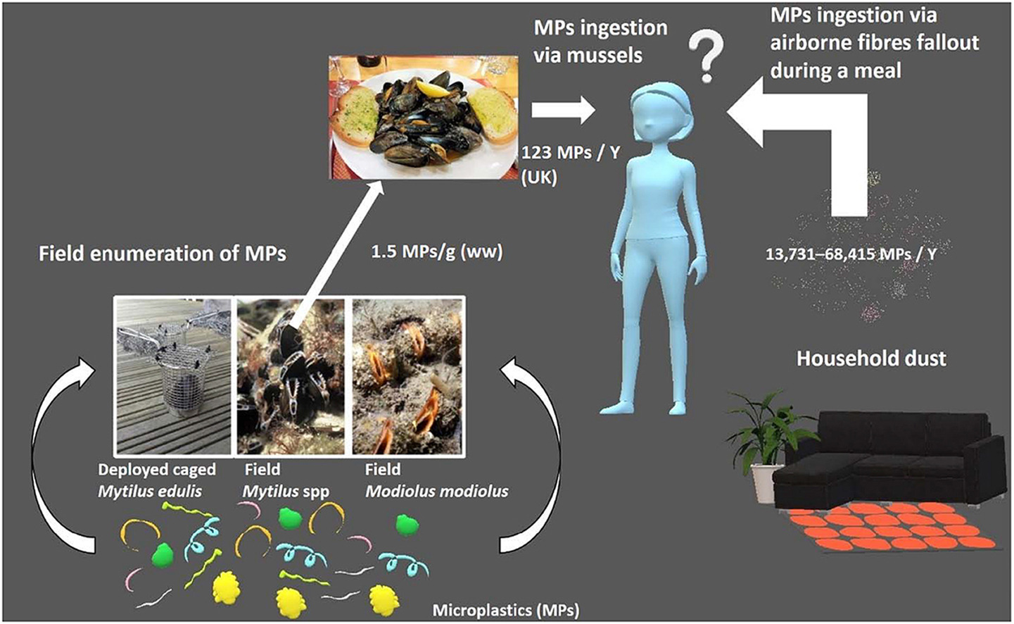 Low levels of microplastics in wild mussels compared to exposure via household fibres fallout during a meal