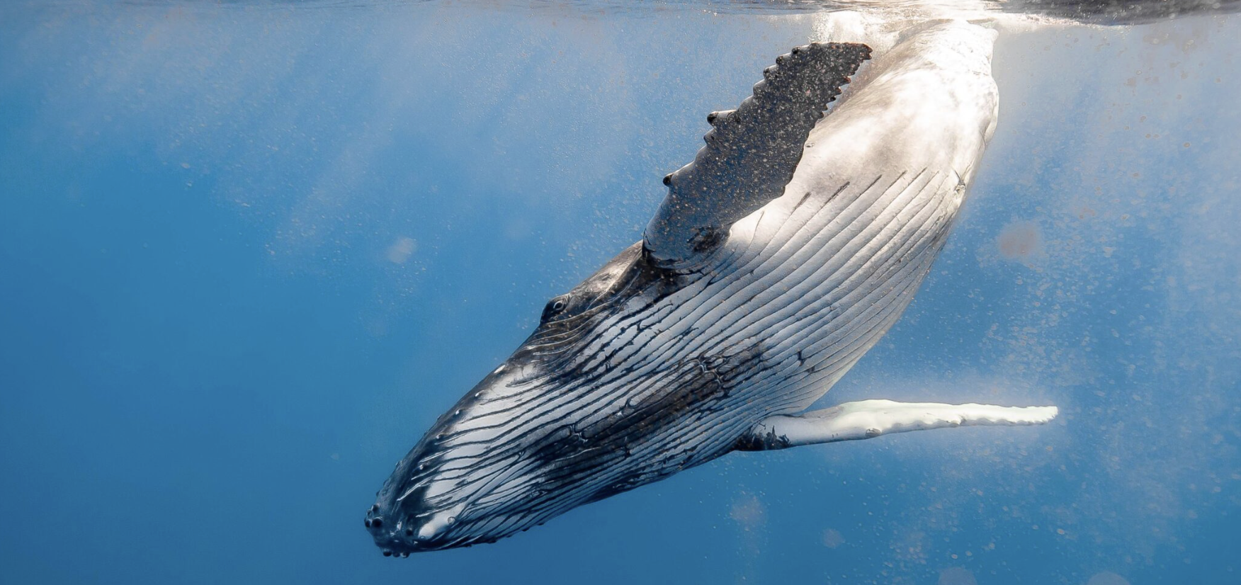 Groundbreaking Research Identifies Lethal Dose of Plastics for Seabirds & Marine Mammals