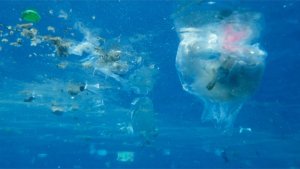 The Great Pacific Garbage Patch is Becoming Home to New Creatures