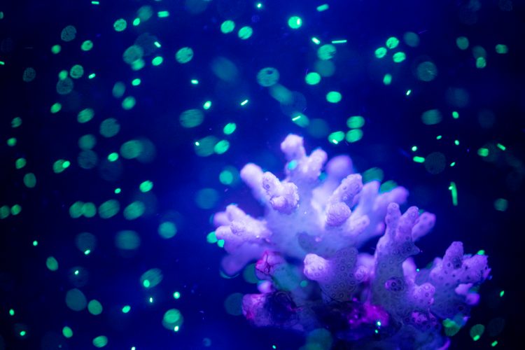 For some corals, meals can come with a side of microplastics