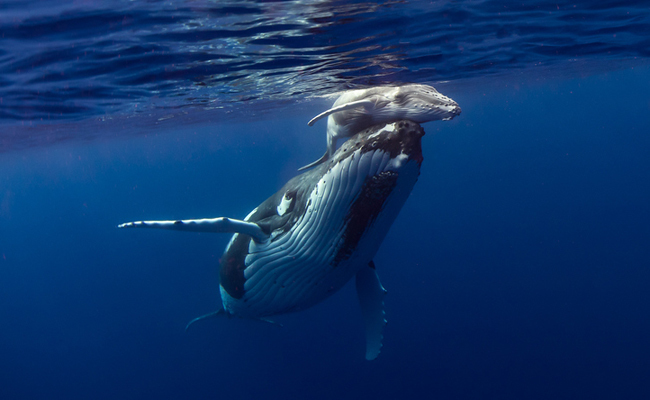 Trump Signs Save Our Seas Act to Protect Oceans From Trash | Care2 Causes