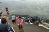 Dead sperm whale in Indonesia found with 6kg of plastic in stomach