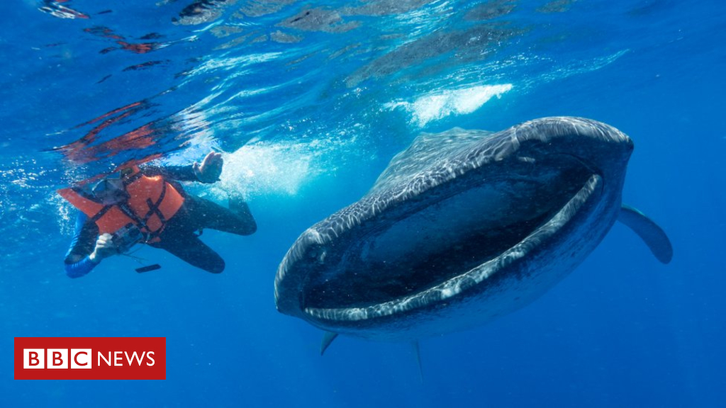 Microplastics threat to ocean giants