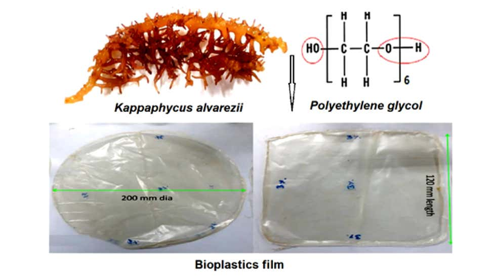 India's National Institute of Ocean Technology Develops Biodegradable Plastic Using Marine Seaweed
