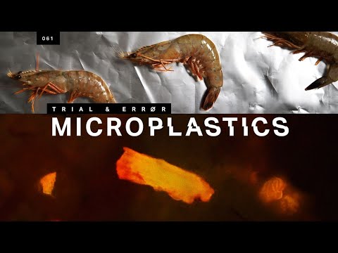 How to Find the Microplastics in Your Seafood (Video)