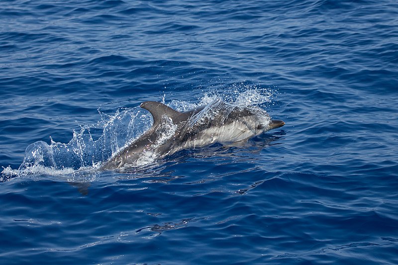 Evaluating the presence of microplastics in striped dolphins stranded in the Western Mediterranean Sea.