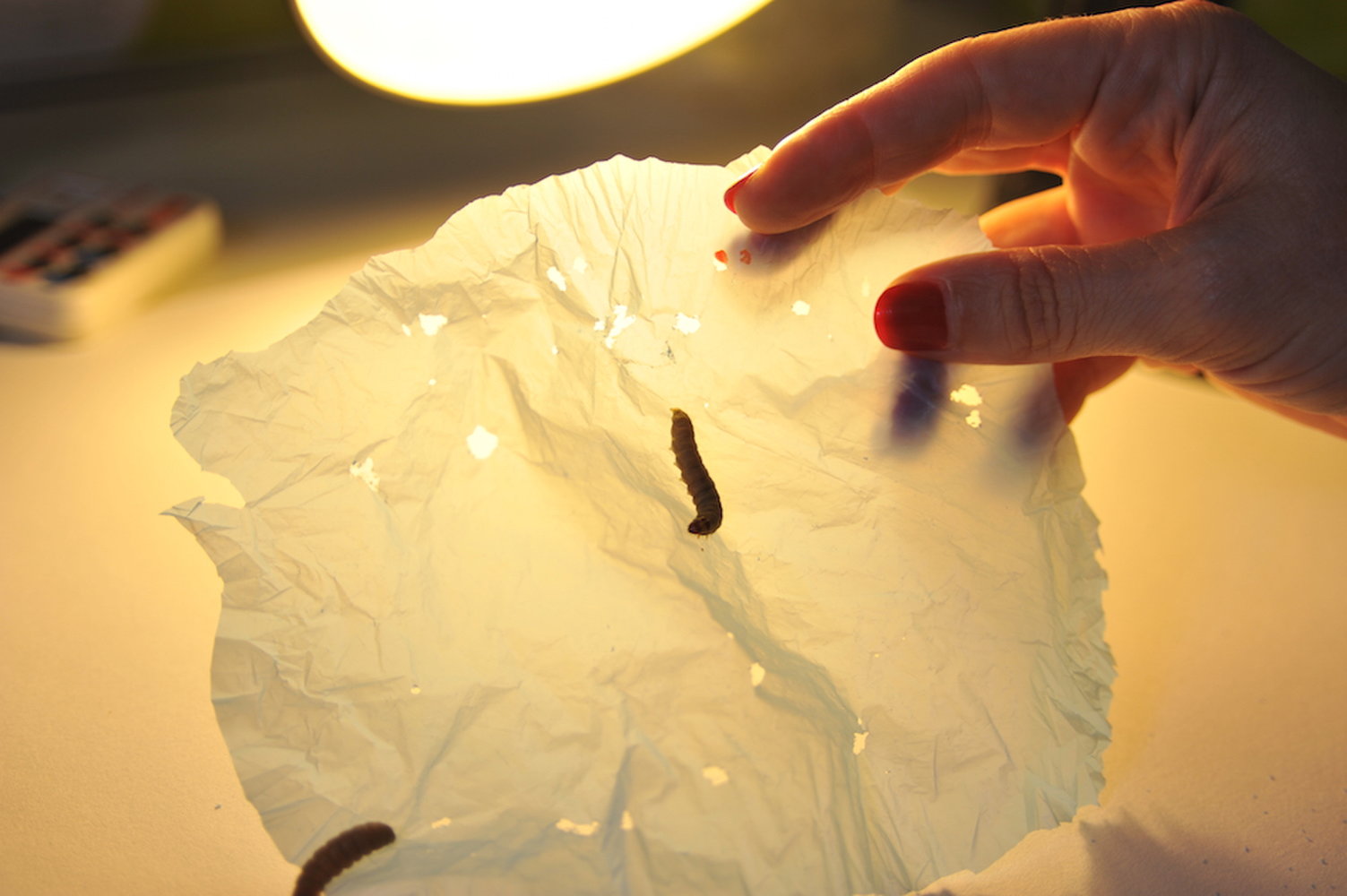 Polyethylene bio-degradation by caterpillars of the wax moth Galleria mellonella