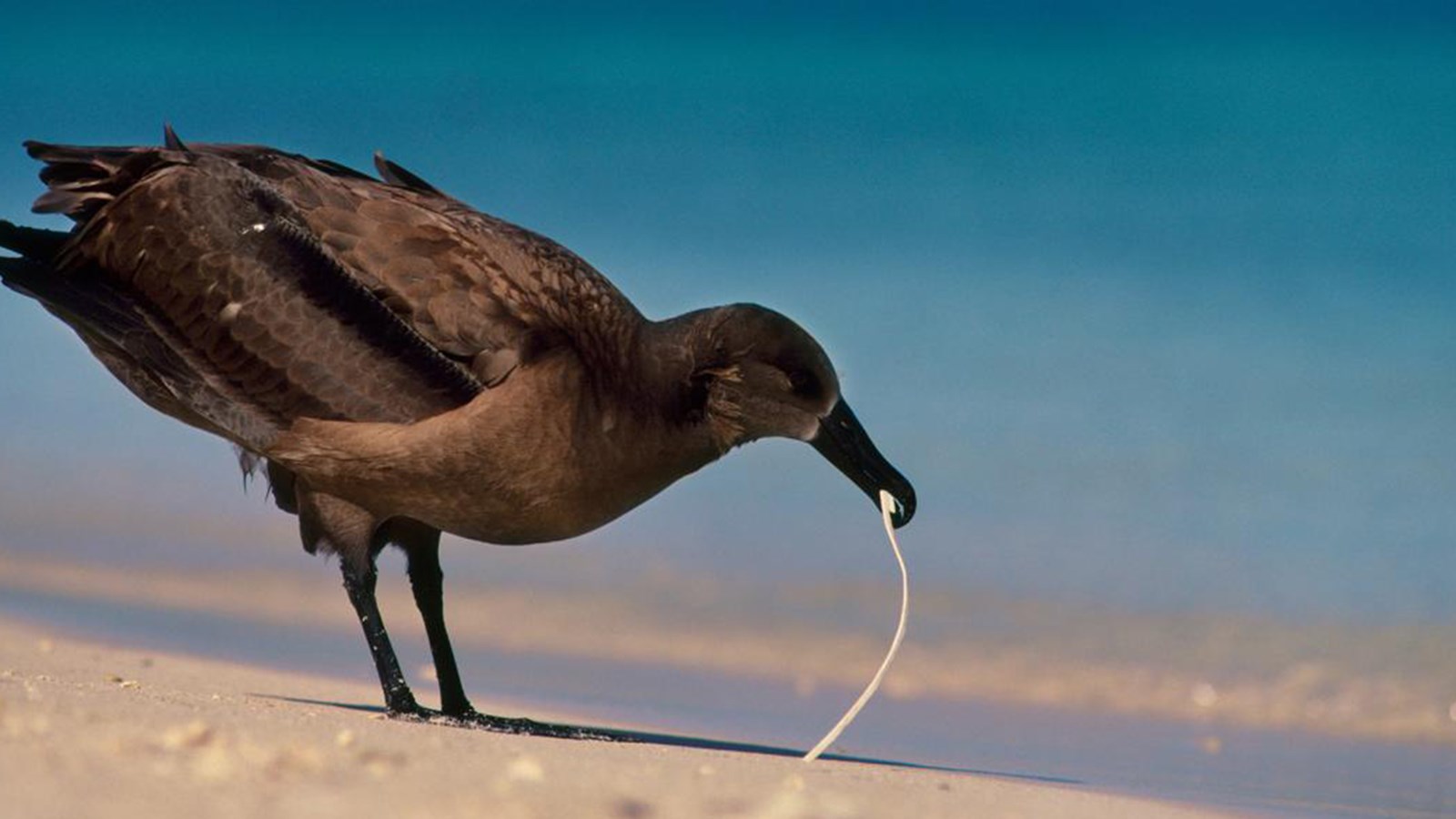 Animals eat ocean plastic because it smells like food