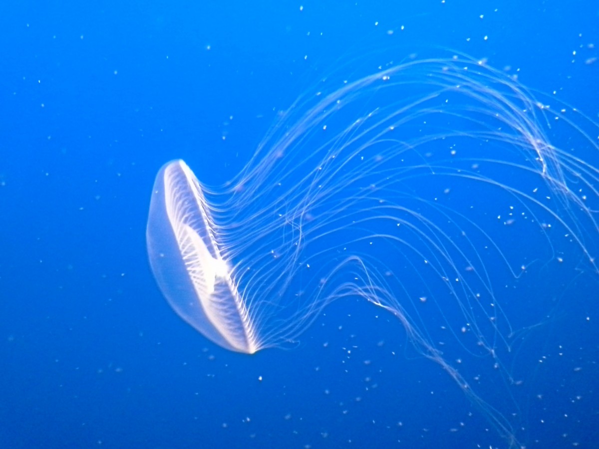 Ridding Our Waters of Plastic Waste With Jellyfish Filters