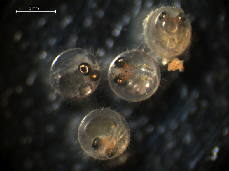 Monitoring of microplastics toxicity analysis on fish ongoing at EPOC Laboratory Bordeaux University