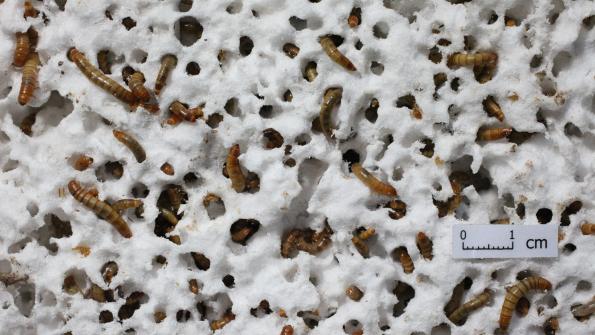 Munching Mealworms Just Part of the Solution to Plastics Pollution