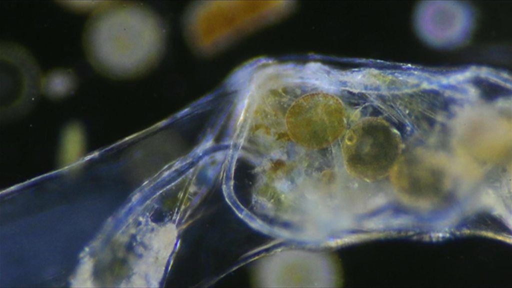 Video captures moment plastic enters food chain