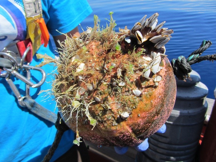 Race for Water embarks on a new study: the plastisphere