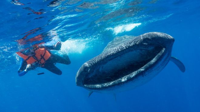 Microplastics threat to ocean giants