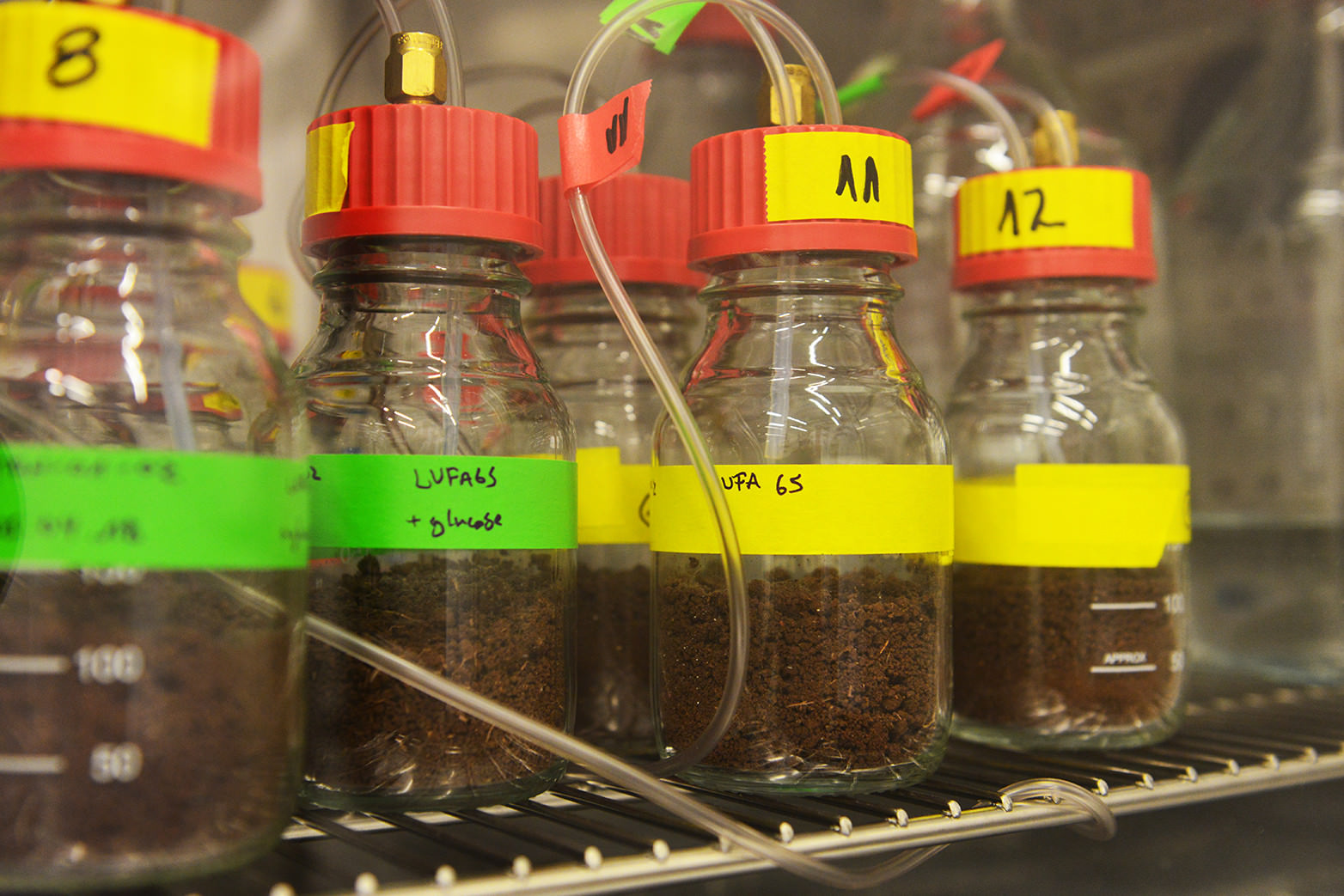 Soil Bugs Munch on Plastics (With VIDEO)