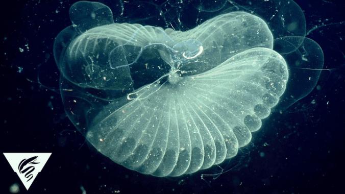 Ocean Life Eats Tons of Plastic—Here’s Why That Matters