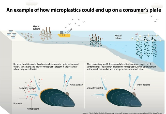 Plastics now commonly found in human stools