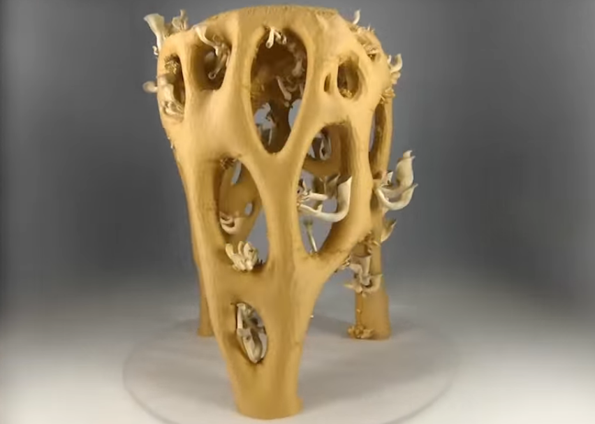 Can Fungi be a Viable Plastic Replacement?
