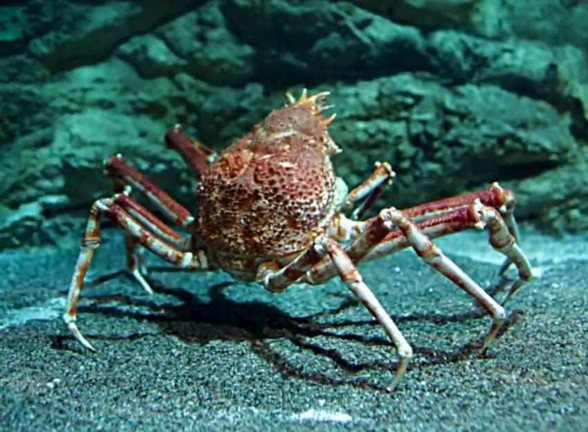 Material Formed from Crab Shells and Trees Could Replace Flexible Plastic Packaging