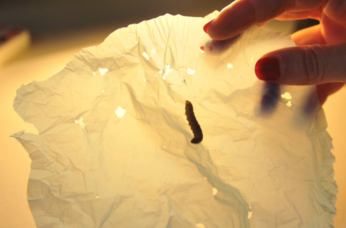 Is a Plastic-eating Caterpillar the Solution to Our Problems?