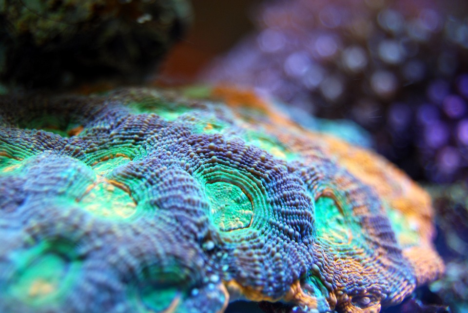Corals Like the Taste of Plastic