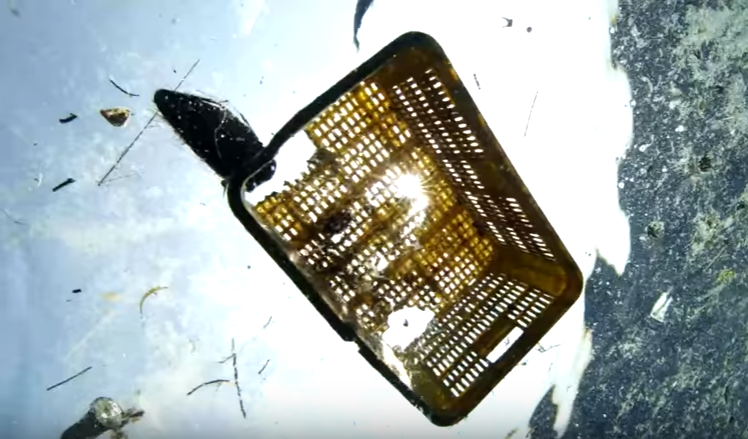 A Plastic Ocean Official Trailer